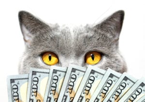 money Gray cat, yellow eyes and dollars on a light background. Super win.